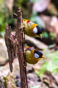 Silver-eared Mesia Stock Photos
