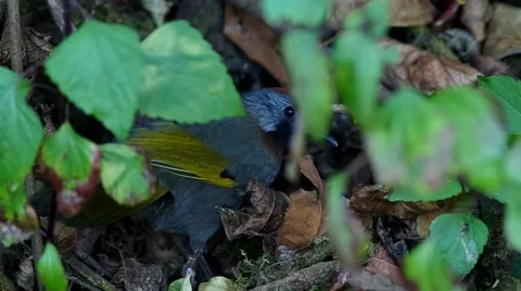 Silver-earedLaughingthrush Stock Footage 48349191