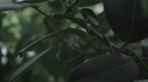 Silver earrings on green Stock Footage 56572933