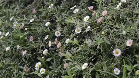 Silver Ester flowers and green texture. Stock Footage 82410200