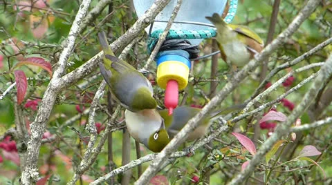 Silver-eye feeding from nectar teat Видео 22906419