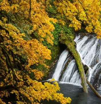 Silver Falls State Park Waterfall in Oregon, USA Stock Photos