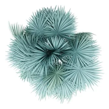 Silver fan palm tree isolated on white background. top view. 3d illustration Illustrazione stock