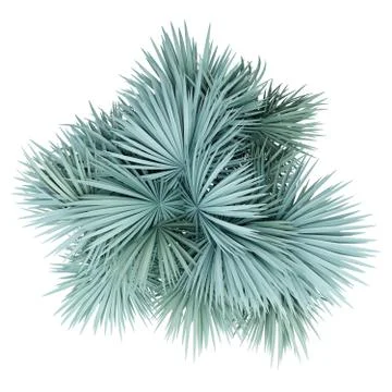 Silver fan palm tree isolated on white background. top view. 3d illustration Stock Illustration