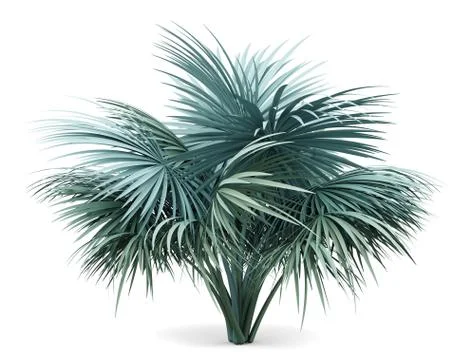 Silver fan palm tree isolated on white background. 3d illustration Stock Illustration