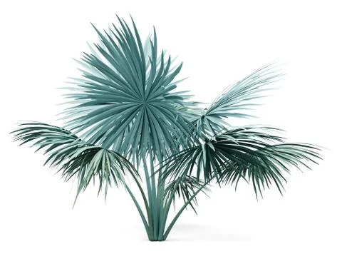 Silver fan palm tree isolated on white background. 3d illustration Stock Illustration