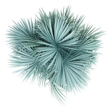 Silver fan palm tree isolated on white background. top view. 3d illustration Stock Illustration