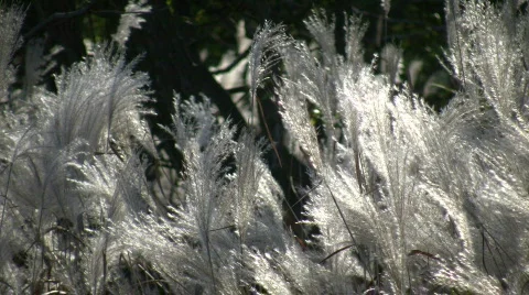 Silver Feather Grass is backlit by sunlight (High Definition) Stock Footage 365353
