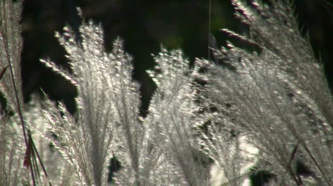 Silver Feather Grass is backlit by sunlight (High Definition) Stock Footage 365355