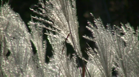 Silver Feather Grass is backlit by sunlight (High Definition) Stock Footage 365356