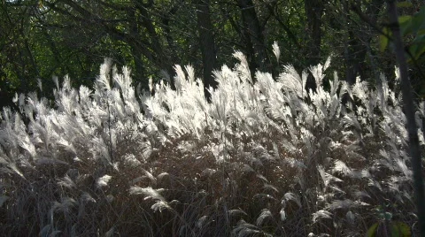 Silver Feather Grass is backlit by sunlight (High Definition) Stock Footage 365357