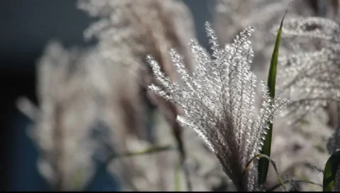 Silver feather grass Stock-Footage 8554751