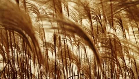 Silver feather grass swaying in wind at sunset Stock Footage 8908999