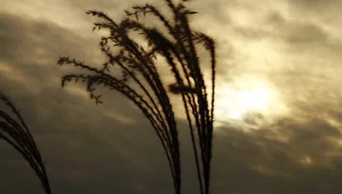 Silver feather grass swaying in wind at sunset Stock Footage 8909026