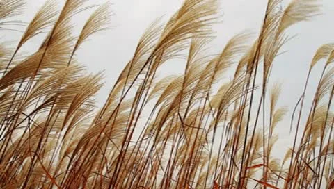 Silver feather grass swaying in wind Video stock 8909036