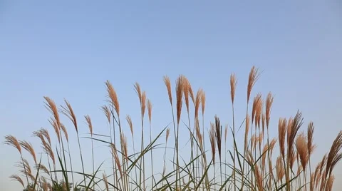 Silver feather grass swaying in wind at sunset Stock Footage 42807590