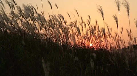 Silver feather grass swaying in wind at sunset Stock Footage 42807629