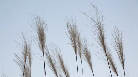 Silver feather grass swaying in wind at sunset Stock Footage 42807739