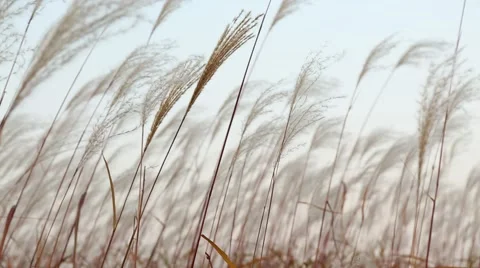 Silver feather grass swaying in wind against bright background Video stock 42807744