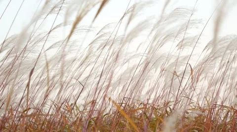 Silver feather grass swaying in wind against bright background Stock Footage 42861550