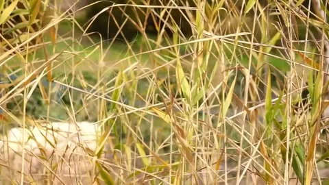 Silver feather grass swaying in wind at sunset Stock Footage 73973149