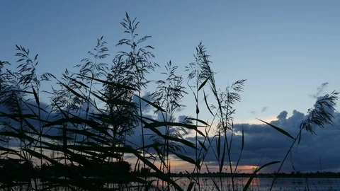 Silver feather grass swaying in wind after sunset on the lake Stock Footage 101767797