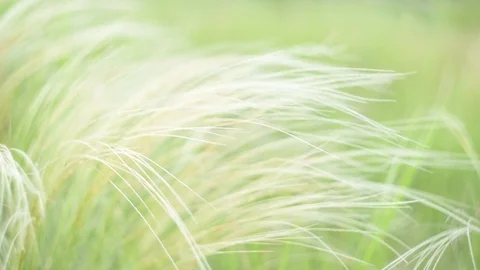 Silver feather grass swaying in wind at sunrise Stock Footage 107834750