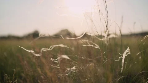 Silver feather grass swaying in wind in steppe. Feather grass in Russia. strong Stock Footage 109869328