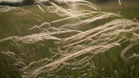 Silver feather grass swaying in wind in steppe. Feather grass in Russia. strong Stock Footage 109869912