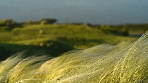 Silver feather grass swaying in wind at sunrise Stock Footage 120366912