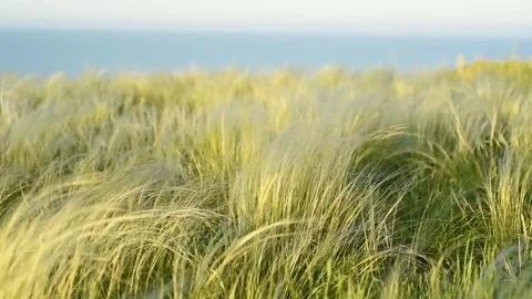 Silver feather grass swaying in wind at sunrise Stock Footage 120367051