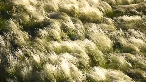 Silver feather grass swaying in wind at sunrise Stock Footage 120367466
