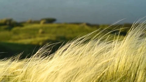 Silver feather grass swaying in wind at sunrise Stock Footage 121327735