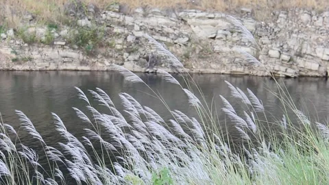 Silver feather grass swaying in wind, mountain and lake background Stock Footage 220595853
