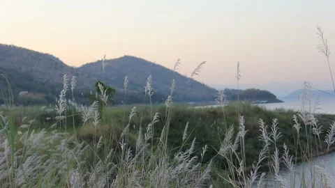 Silver feather grass swaying in wind, mountain and lake background Stock Footage 221556899