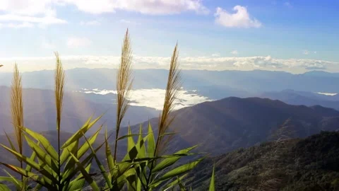 Silver feather grass swaying in wind, mountain fog background Stock Footage 226903644