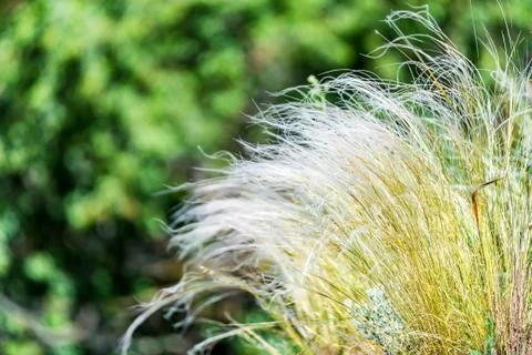 Silver feather grass swaying in wind in steppe Stock-Fotos