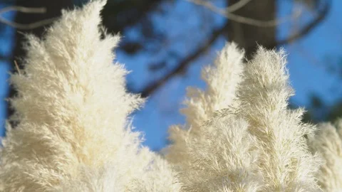 Silver feather grass swings in the wind. plants slowly move in the wind . Stock Footage 95364061