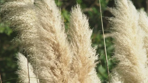 Silver feather grass swings in the wind. plants slowly move in the wind . Stock Footage 95364304