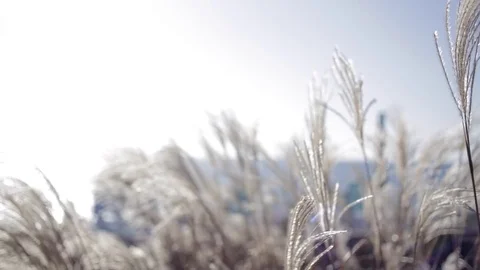 Silver Feather Grass waving in wind at Sunset Stock Footage 82734072