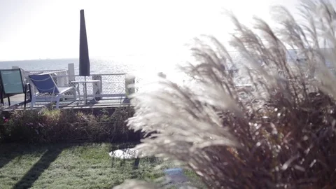 Silver Feather Grass Waving In Wind At Sunset Stock Footage 82734073
