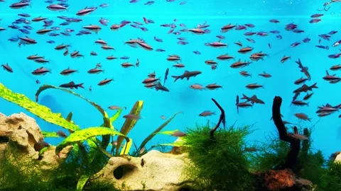 A silver fish with a black stripe on its body, a Siamese algae eater. Lives in Stock Footage 300867907