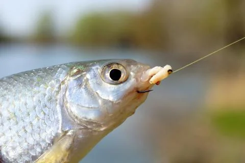 Silver fish caught on a fishhook Stock Photos