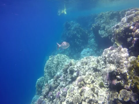 Silver fish on a colored reef Stock Footage 73416145