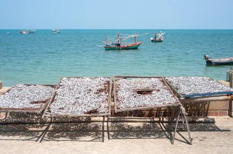 Silver fish drying in racks next to the sea in Thailand Stock Photos