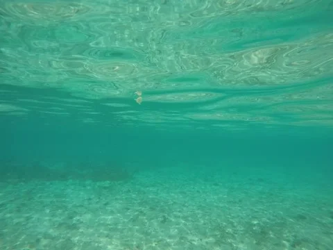 Silver fish eating bread in the underwater of maldives Stock Footage 138897151