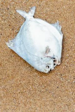 Silver fish flat with sharp fangs and empty eye sockets thrown onto a sandy Stock Photos