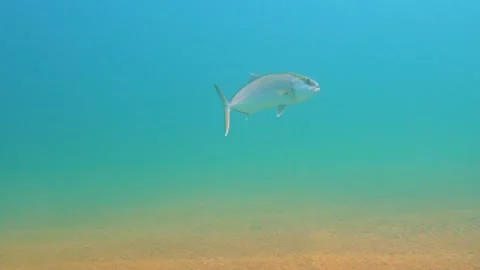 A Silver Fish Going Spectacularly Under Sea Stock Footage 144983743