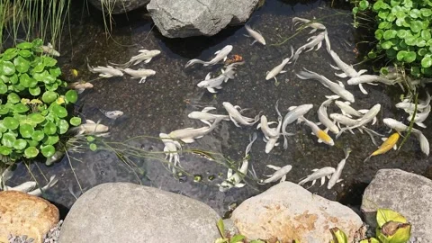 Silver fish in the pond Stock Footage 316578773