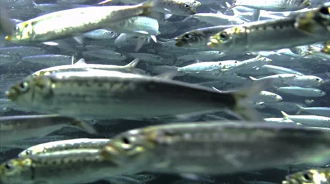 Silver fish school swimming in a circle Stock Footage 36056555